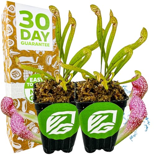 Scarlet Belle Carnivorous Pitcher Plant - Sarracenia by Wellspring Gardens - Starter Plant Aquatic Plant (2-Pack)