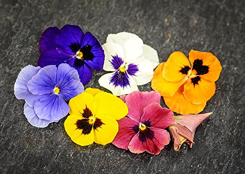 Creative Farmer Flower Seeds Pansy Swiss Giant Hybrid Flower Seeds For Home Garden-100 Seeds