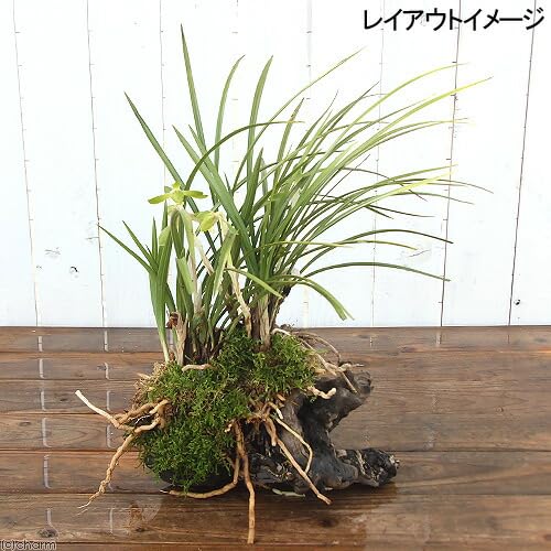 Amazon.co.jp: 【charm】（山野草）シュンラン（春蘭） 原種系 3号