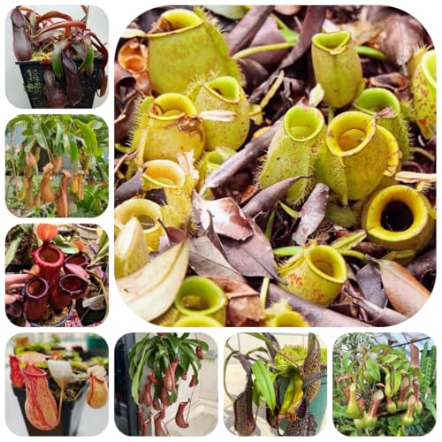 Semi di carnivora Nepenthes brocca resistenti per il giardino all'esterno, resistenti vecchie varietà, 100pcs