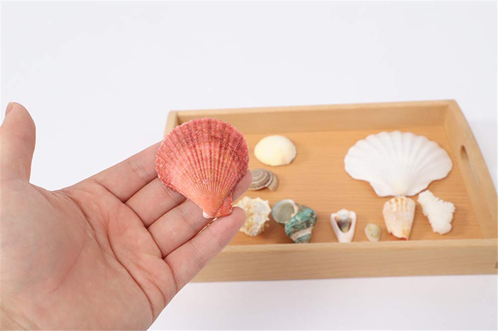 Amazon.co.jp: tonntyann 貝殻セット ミックスシェル 12点セット 天然