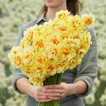 Votaniki Daffodil Double Tahiti Bulbs - Long Lasting & Fragrant Blooms, Narcissus Tahiti (Double Daffodil) | Perennial Spring Flowers, Easy to Grow (6 Pack)
