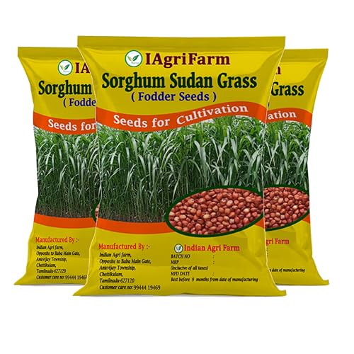 Image of lagrifarm Sorghum Sudan Grass Seeds - 3 Kg - Multi Cut Fodder Seeds for Forage, Hay, Pasture, Silage