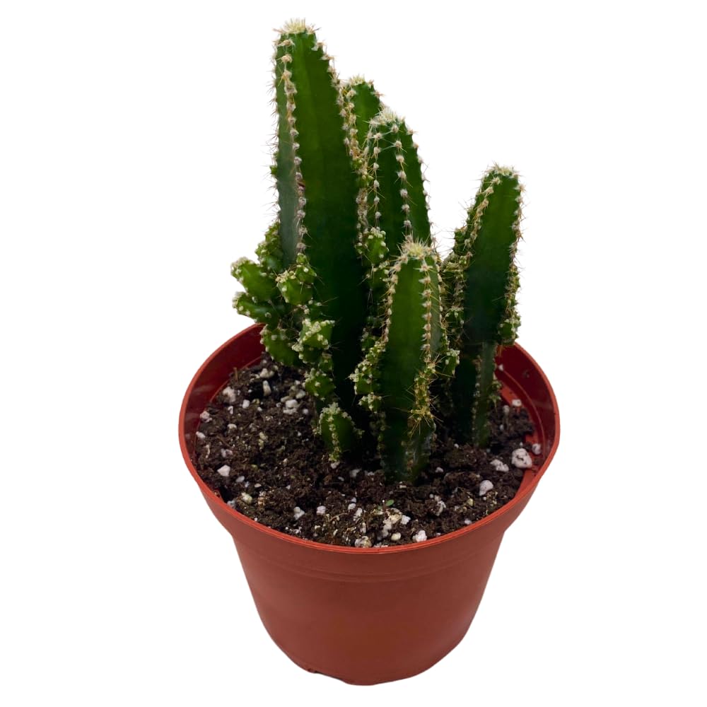 Fairy Castle Cactus, Acanthocereus Tetragonus, Night-Blooming Cereus, Triangle Cactus, 4 inch Pot