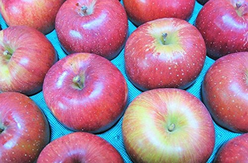 長野県産 生産農家直送りんご 「あいかの香り」自家用ランク 10〜23玉 約4.7〜5kg入り/箱 収穫&発送は11月下旬頃から順次開始予定!(熟度の進行具合により収穫時期は前後します)