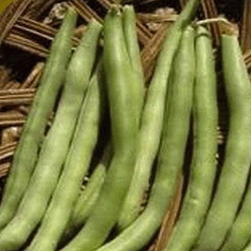 Graines de haricots verts Slenderette: PAQUET DE 100 GRAINES