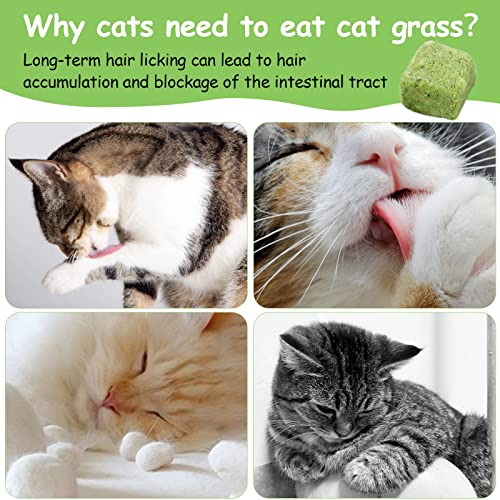Havenfly Katzengras Snack,120g Gefriergetrocknet Snacks für Katzen für die Zahnpflege und Haarknäuel Entfernen, Katzenminze