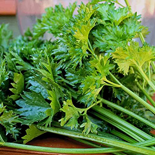 Gaea's Blessing Seeds - Celery Seeds - Chinese Celery Seeds - Light Green Heirloom Seeds With Easy To Follow Instructions - Non-Gmo - 92% Germination Rate #TOP4