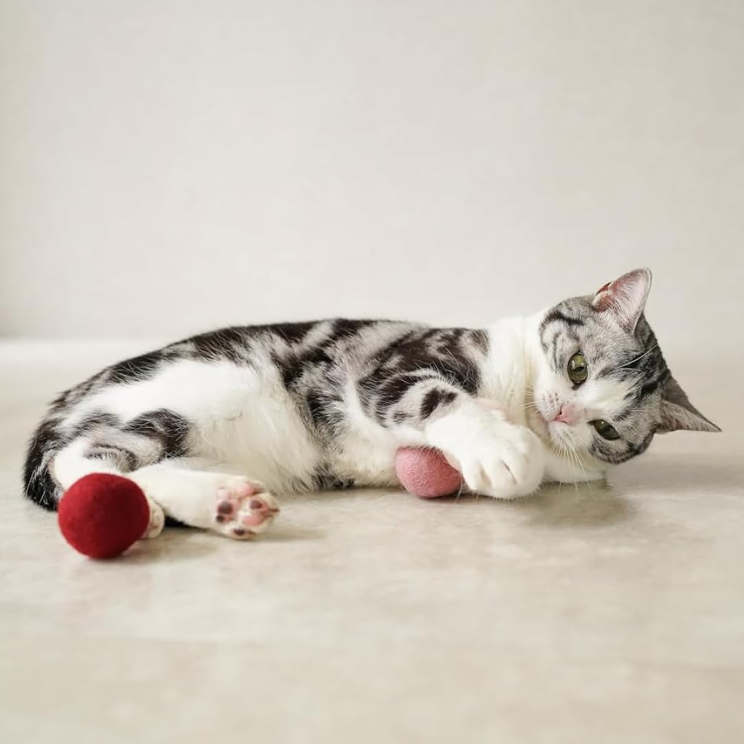 Amazon | Mofuころころ ベリーベリー 【あんしんねこ品質】 ウール100