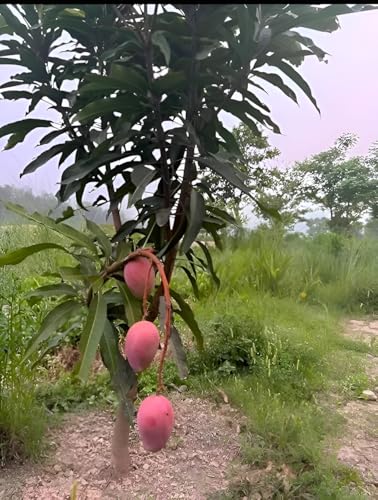 Image of inchMiyazaki Mango Plant - Live Grafted Tree, Height 2-3 Feet, Produces Delicious Fruits in 2-3 Years - Perfect for Home Gardens and Tropical Landscapes! inch