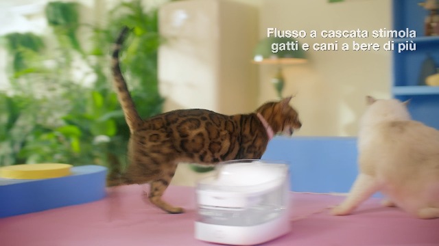 Fontanella Ligo Per Gatti E Cani Con Filtro E Luce LED | Silenziosa Con 6 Filtri Inclusi | Bianca