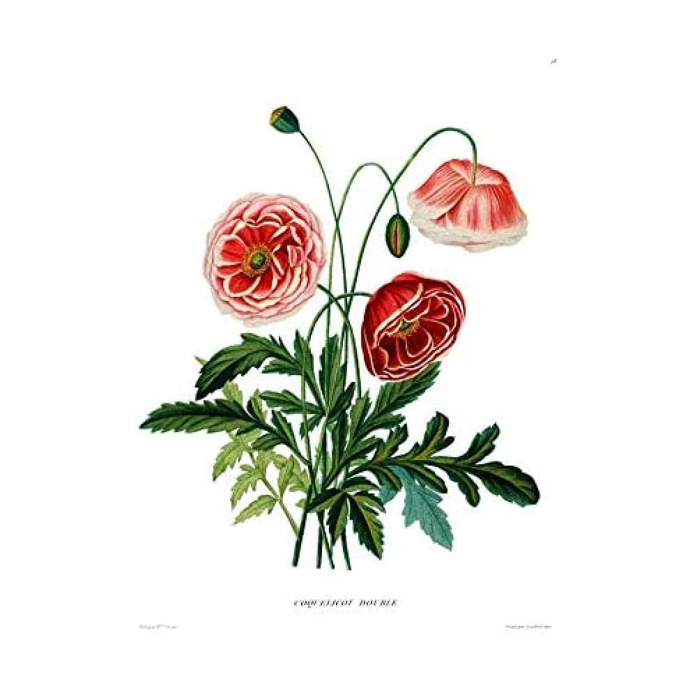 Wee Blue Coo Flower Poppy Coquelicot Double Unframed Art Print Poster Wall Decor 12x16 inch