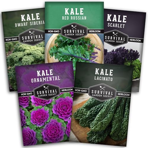 Kale Seeds 5 Variety Pack for Planting | Red Russian Scarlet Lacinato Siberian & Ornamental Kale Seeds Heirloom Non-GMO Cool Weather & Winter Greens Survival Garden Seeds