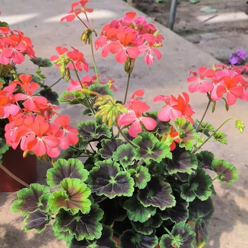 semi di geranio di perenni resistenti gerani pelargonium appesi tappezzante perenne resistente da aiuola rialzata per luoghi soleggiati 60pcs