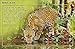 100 Facts Endangered Animals