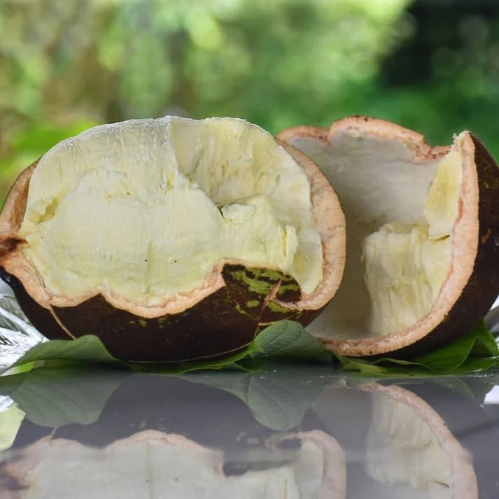 Veliyath Garden Cupassu Fruit Plants (Theobroma Grandiflorum) (B0CPF1TFBS) Amazon Price History, Amazon Price Tracker