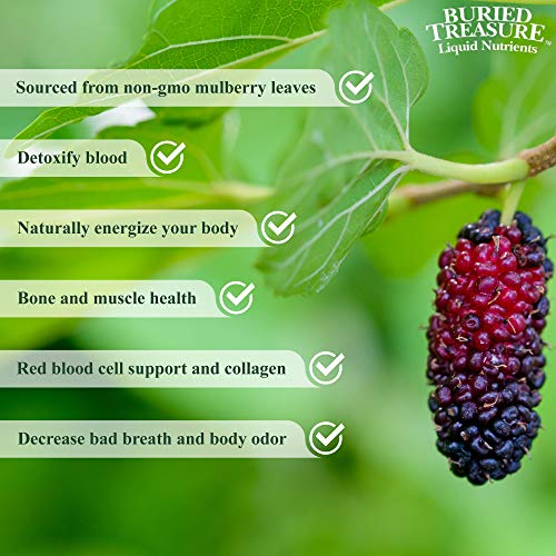 Buried Treasure Liquid Chlorophyll 100 mg Dietary Supplement, Energy Boost Immune Support Detox Intestinal Digestive Support Natural Body Deodorant Vegan Non-GMO Alcohol Free Spearmint Flavor,16 oz
