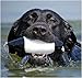 Avery Sporting Dog EZ-Bird Training Dummy – Realistic Floating Retriever Bumper for Water & Field Training (Mallard Flasher)