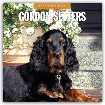 Buy Gordon Setters 2025 Square Wall Calendars Book Online at Low Prices Buy Gordon Setters 2025 Square Wall Calendars Book Online at Low Prices