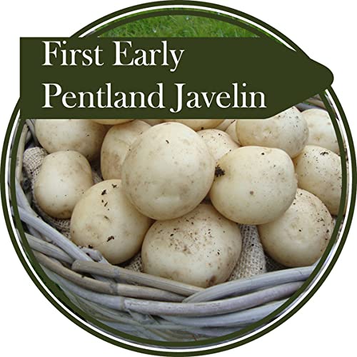 Tubérculos de patata de 2 kg - Pentland Javelin - Primeros principios - Buena resistencia al gusano de águila (dorado) Una patata brillante con un sabor suave. Muy popular.
