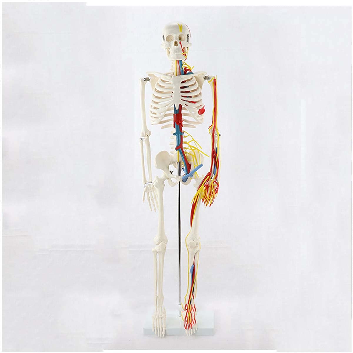 Buy 33.5 inches Human Skeleton Model, Anatomical Skeleton Replica with ...