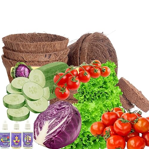 City Greens Garden Starter Kit | Seed Starter Kit | 4 in 1 Salad DIY Gardening Kit – Lettuce, Cherry Tomato, Red Cabbage, Cucumber |Total No of Seeds – 40 | Perfect Gardening Kits For Kids. City Greens Garden Starter Kit | Seed Starter Kit | 4 in 1 Salad DIY Gardening Kit – Lettuce, Cherry Tomato, Red Cabbage, Cucumber |Total No of Seeds – 40 | Perfect Gardening Kits For Kids.