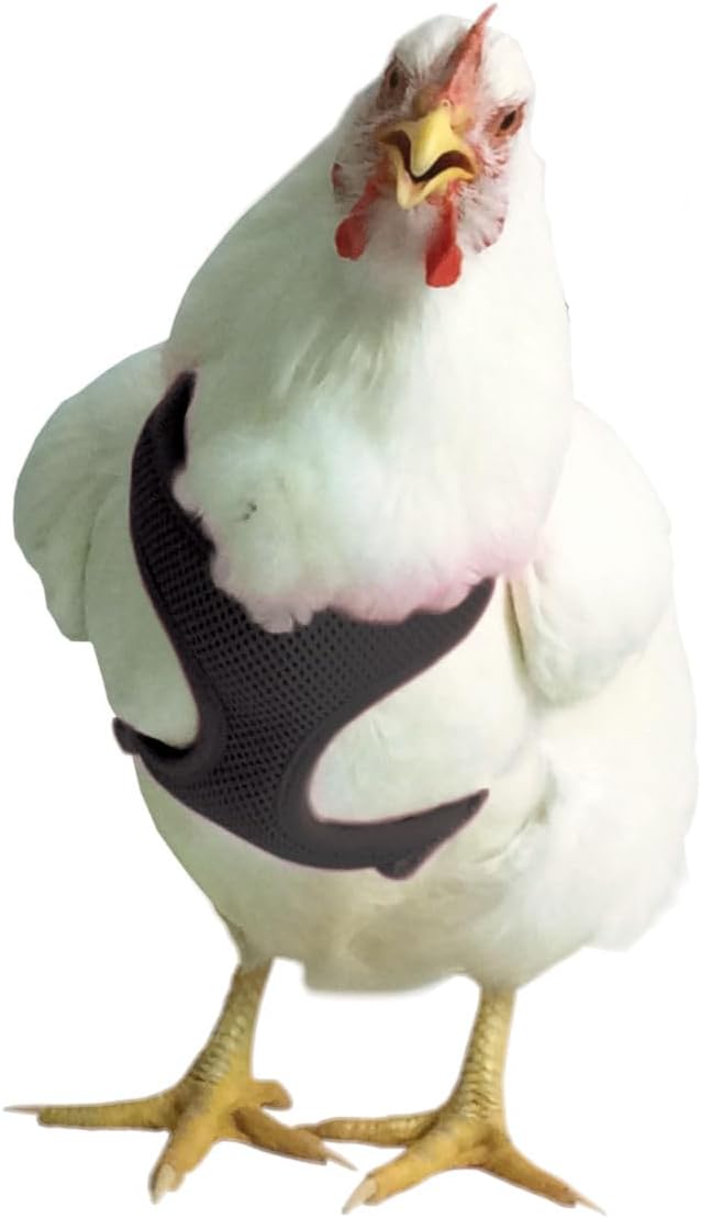 Chicken Harness (Black, Medium)