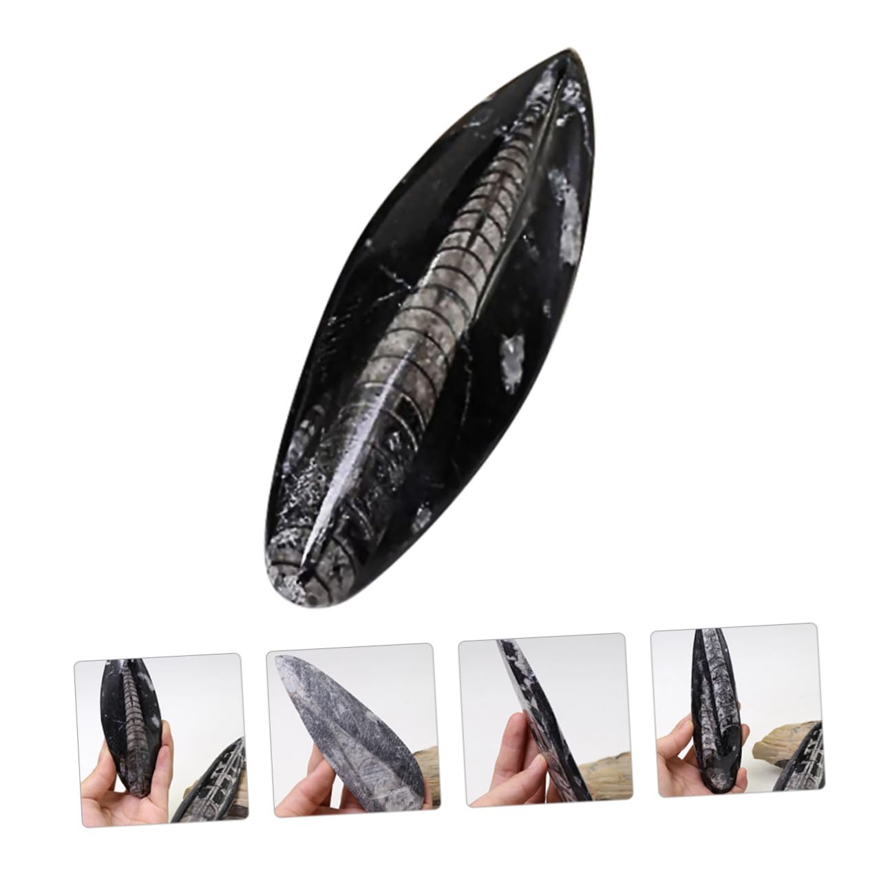 Gatuida Especimen Fósil Orthoceras Grande Natural, Modelo Paleontológico Educativo Para Enseñanza, Adorno De Escritorio Decorativo, Juguete Científico Para Laboratorio y Colección
