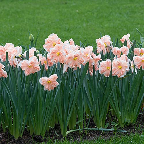 FernsFly® IMP. Narcissus | Daffodil Aromatic Flower Bulbs Winter Flower Home Pot/Land Gardening Bulbs Blooming planting (Pack of 2 Apricot Whirl Narcissus | Daffodil)