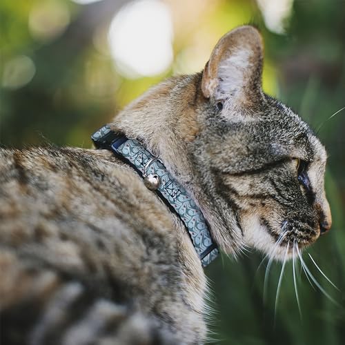 Collar para gato de tiburones ideal para evitar enganches en exploradores de interior 3