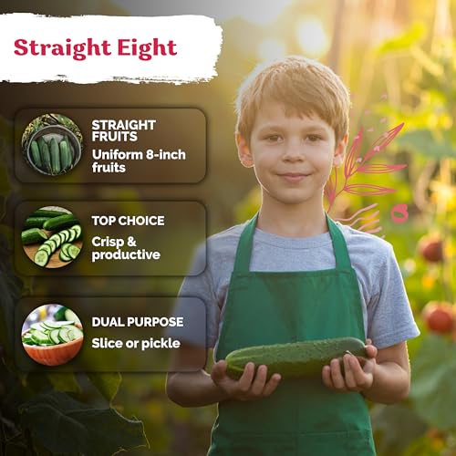 image for KVITER 150 Straight Eight Cucumber Seeds (Cucumis sativus) - Straight 