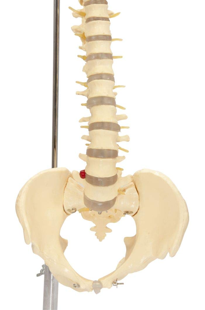 Budget Vertebral Column With Stand - CH59X