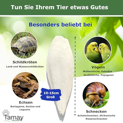 Tamay Sepiaschalen Premium 12 Stück I Optimale Kalzium u. Vitaminversorgung Nahrung, Futter für Reptilien, Schildkröten, Vögel I Sepia Schalen Terrarium Zubehör