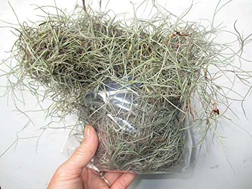 Farmhouse Florals Organic Spanish Moss Quart Bag