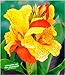 Produktbild BALDUR Garten Canna Cleopatra, 3 Knollen Canna Indica Indisches Blumenrohr