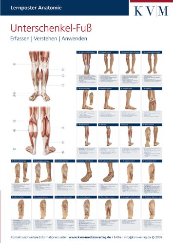 Lernposter Anatomie-Muskulatur: Region Unterschenkel-Fuß (Die Muskelbuch-Reihe)