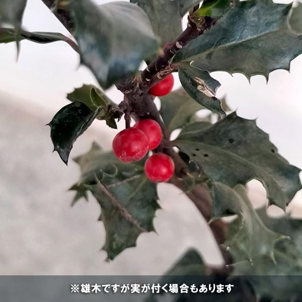 山採り　ヒイラギ　柊　約170センチ ヒイラギ（柊） 樹高1.5m前後 露地苗 シンボルツリー 常緑樹