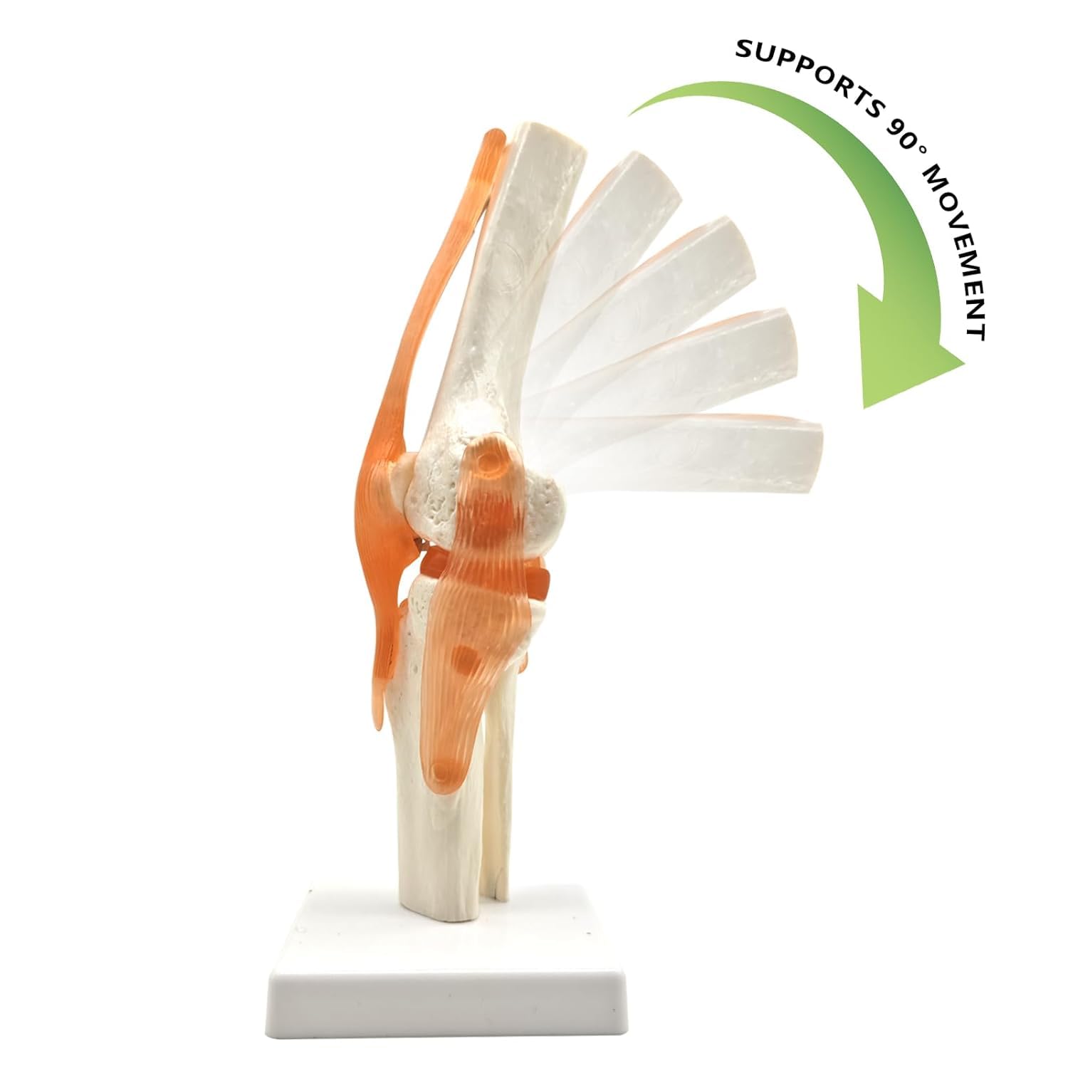 Modello articolare del Corpo Umano con Sei articolazioni Principali 6 Pezzi/Set Modelli anatomici Spalla Umana Gomito Anca Ginocchio Mano Piede Modelli di Ossa articolari Modello anatomico