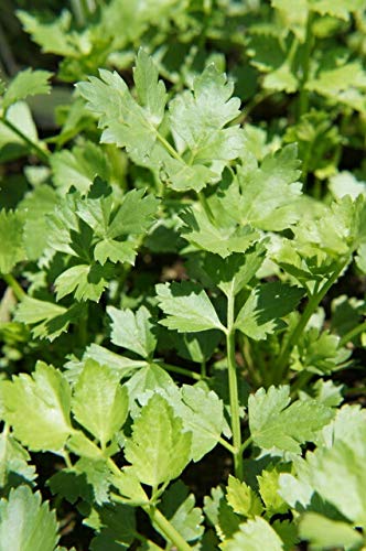 ハーブ 苗 スープセロリ （スープセルリー） 3号ポット苗