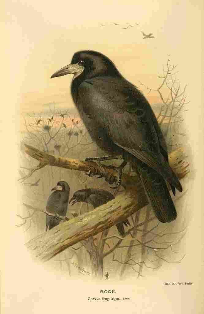A4 Photo Thorburn Archibald 1885 Rook Print Poster