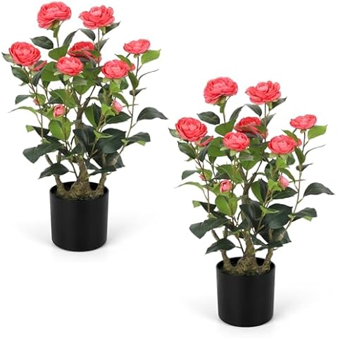 Romantic Season 2FT Pink Camellia Tree Pack Cover