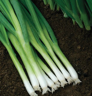 Image of Vinayak Seeds Nisargaa Green Spring Onion F1 Allium Cepa for Home Kitchen Garden (600)