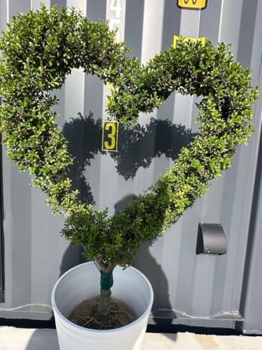 植木 キンメツゲ」の人気商品一覧 | 安い商品を通販サイトから探す
