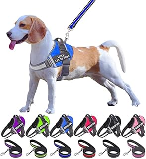 Moonpet Personalized No Pull Dog Harness Leash Set with Custom Name and Phone Number, Heavy Duty Pet Vest to Prevent Tugging, Pulling, or Choking, Training and Walking (XS-XXL, 9 Colorful)