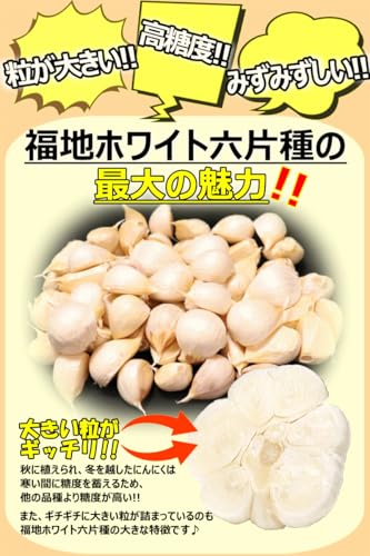 青森期待の新人商店 福地ホワイト六片種 にんにくバラ 500g
