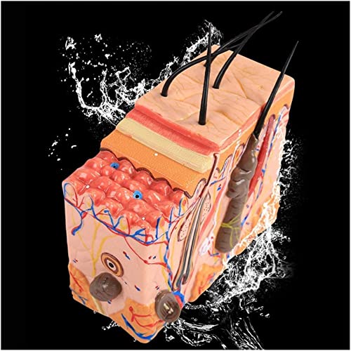 Modelo anatómico de estructura de la piel para estudios sanitarios 4