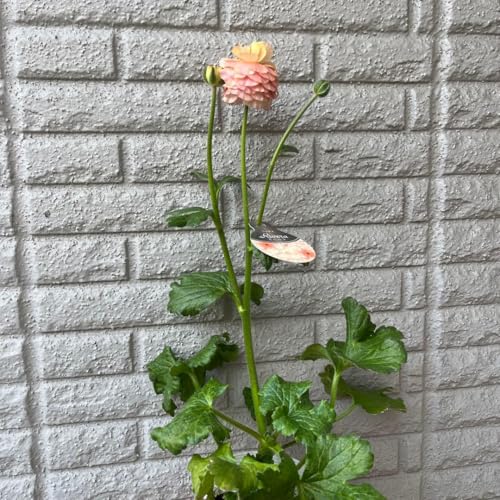 ラナンキュラス ラックス」の人気商品一覧 | 安い商品を通販サイトから