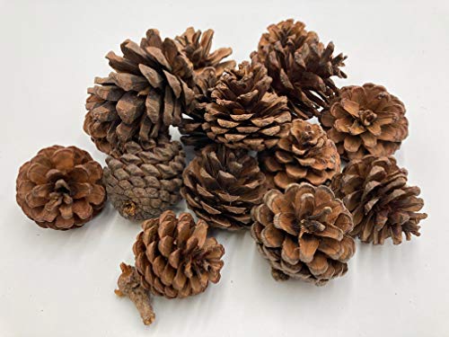 How to make pinecone hedgehogs How to make pinecone hedgehogs