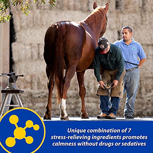 Farnam Quietex Ii Horse Calming Supplement Paste For Horses, Helps Manage Nervous Behavior And Keep Horses Calm & Composed In Stressful Situations, 32.5 Ml Syringe #TOP4