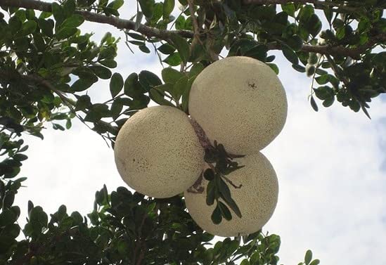 Thai Elephant Wood Apple Fruit Plant